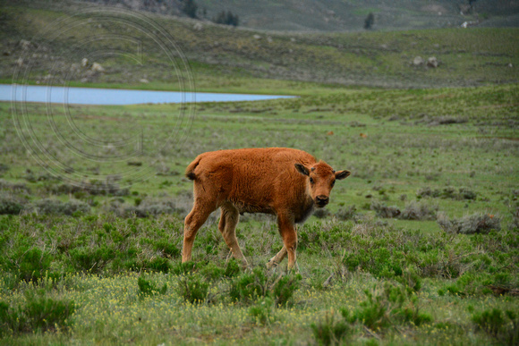 Bison-Calf