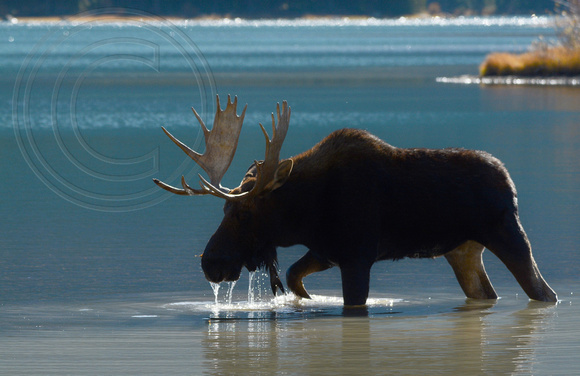 Moose-Bull