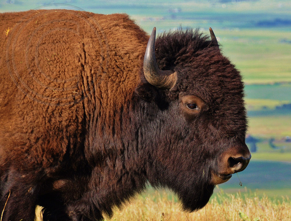 Bison-Bull head profile