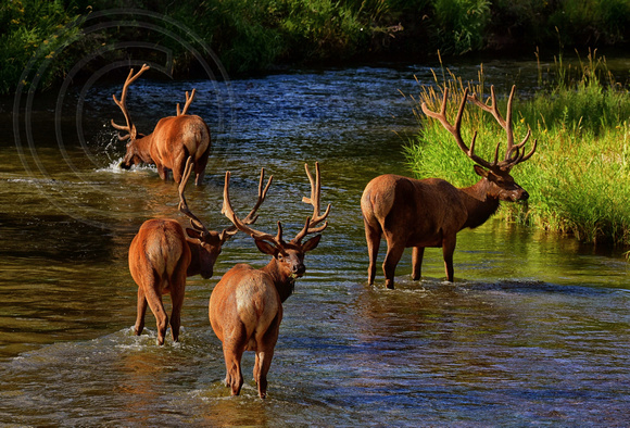 Elk Western Montana