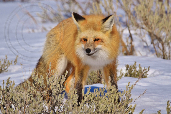 Red Fox Yellowstone