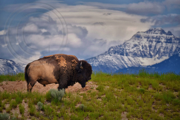Bison Bull and the Mission Mountains