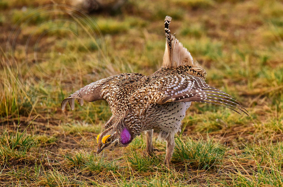 Sharp Tail Grouse