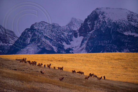 Mission Mountains & Herd of Elk