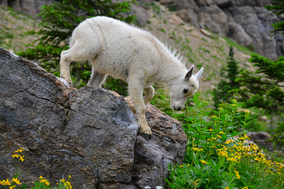 Mountain Goat kid