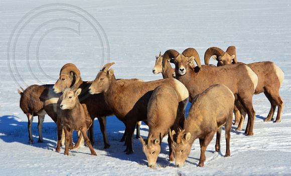 Bighorn Sheep-Winter