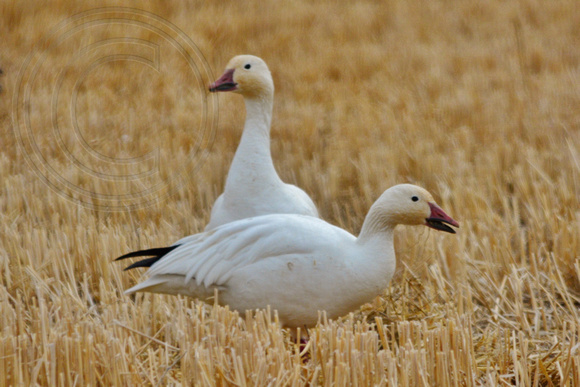 Snow Geese feeding in the fields