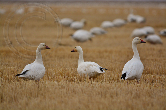 Snow Geese feeding near Freezout Lake