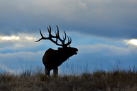 Elk-Bugling