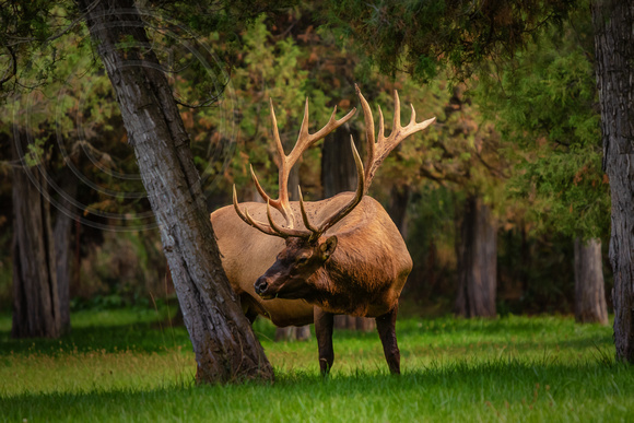 Bull Elk Western Montana