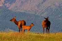 Elk-Female with calf
