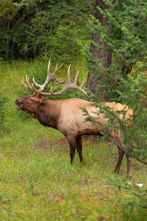 Bull Elk Canadian Rockies