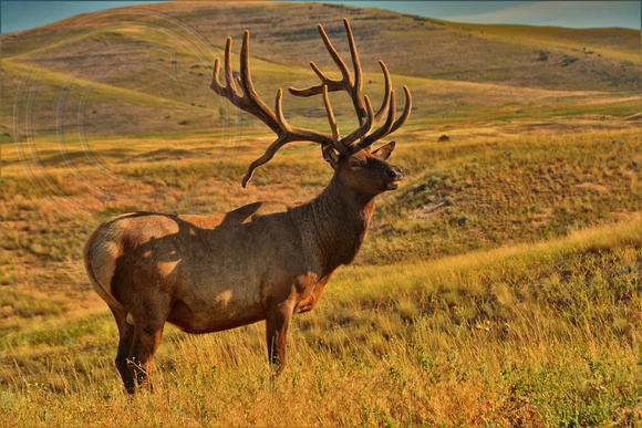 Bull Elk Western Montana