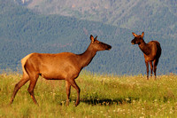 Elk-female with calves