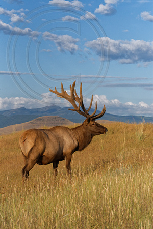 Bull Elk in Velvet Western Montana