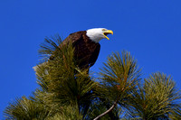 Bald Eagle Montana