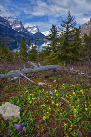 Glacier Park Spring Wildflowers St. Mary Lake