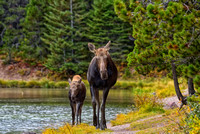 Cow Moose and Calf