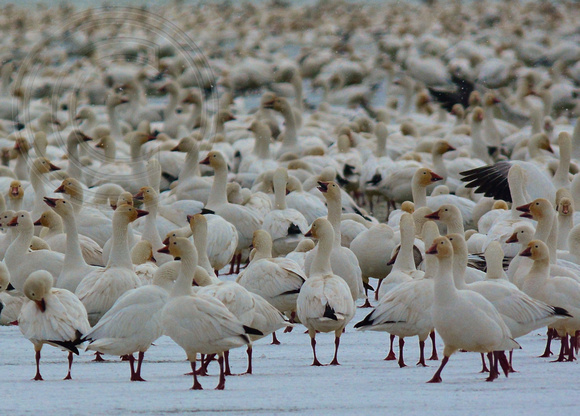 Snow Geese-Freezout Lake