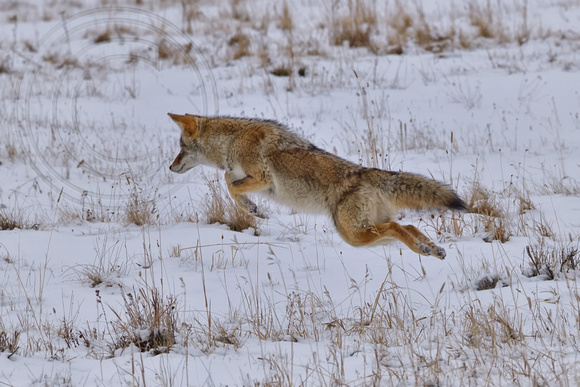 Coyote on the Hunt Yellowstone
