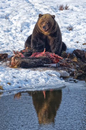 Grizzly Yellowstone