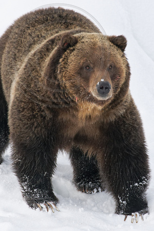 Grizzly Yellowstone