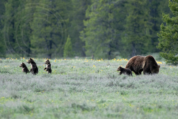 Grizzly Bear Sow Grand Teton National Park 399 and her 4 cubs of the year