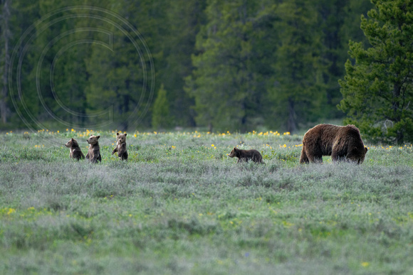 Grizzly Bear Sow Grand Teton National Park  399 and her 4 cubs of the year