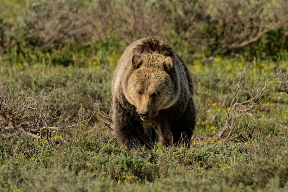 Grizzly Bear Grand Teton National Park