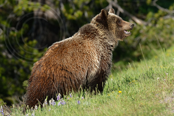 Grizzly Bear Grand Teton National Park