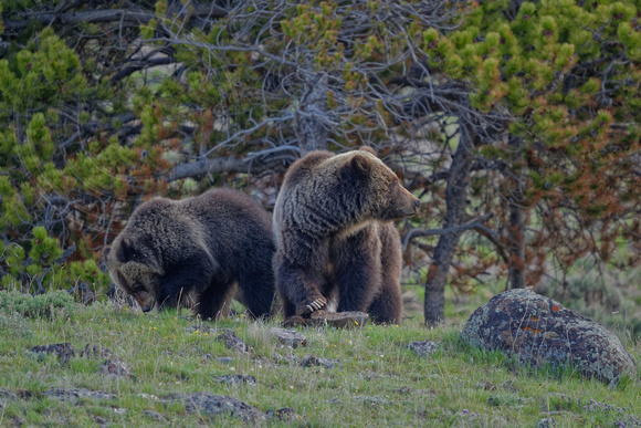 Grizzly Sow and & Cub Yellowstone