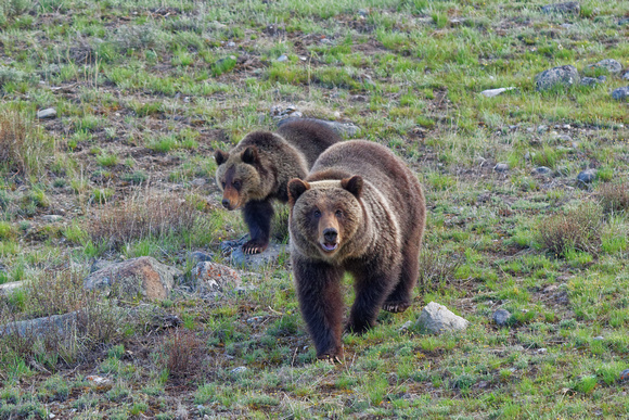 Grizzly Sow & Cub Yellowstone