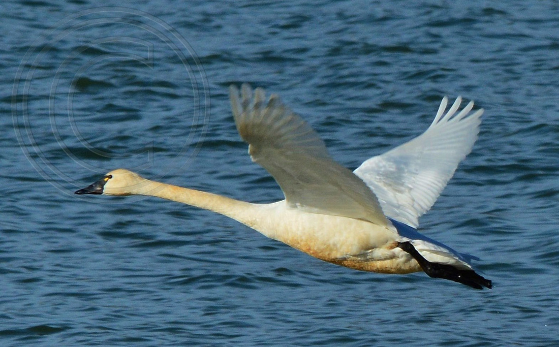 Swan shortly before takeoff