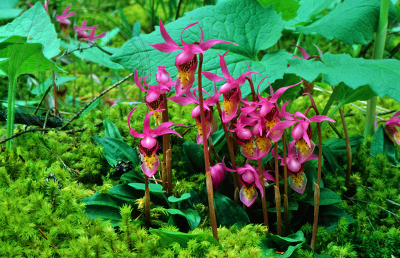 Fairy Slipper Orchid-Flathead Valley