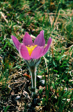 Pasque Wildflower-Montana