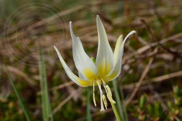 Glacier Lily-White