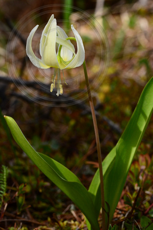 Glacier Lily (white)