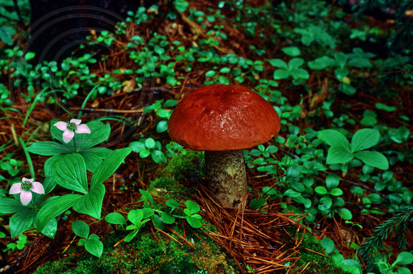 Mushroom and Bunchberry Dogwood-Glacier Park