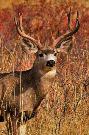 Deer Whitetail Buck