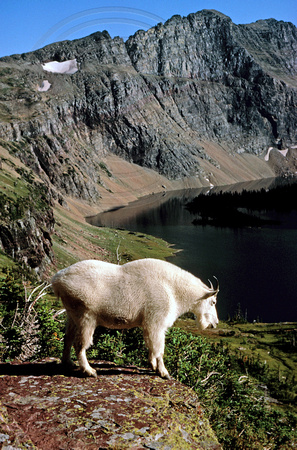 Mountain Goat-Hidden Lake