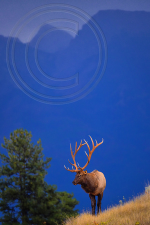 Elk Bull Western Montana