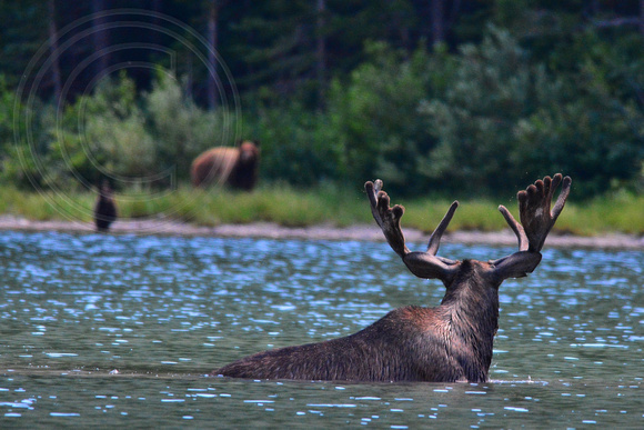 Moose- Bears in Background