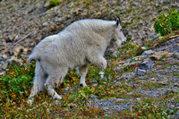 Mountain Goat