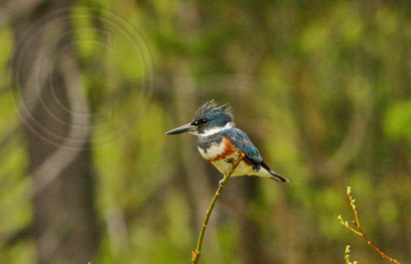Kingfisher-Belted