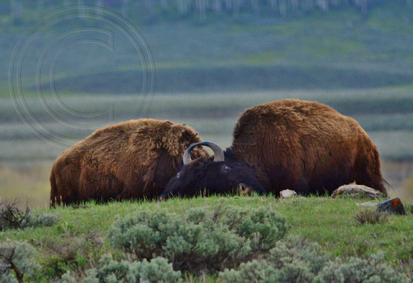 Bison-Fighting