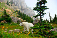 Moutain Goat comes out of the fog