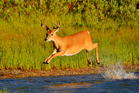 Whitetail-Buck