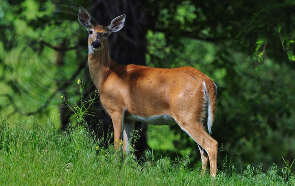 Whitetail Deer