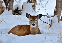 Deer-Fawn