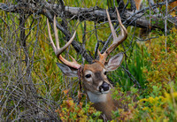 Whitetail Buck